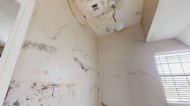 Best Environmental Consulting for Mold Prevention  in Louisville, GA