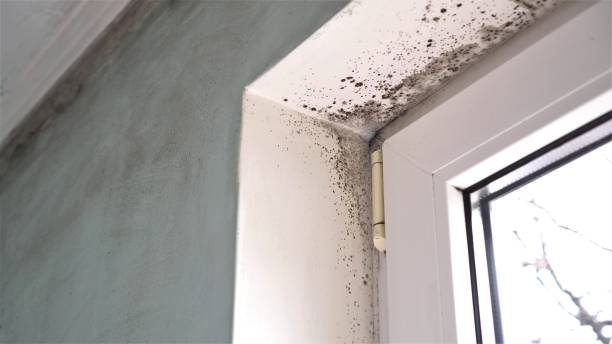 Best Mold Remediation for Vacation Homes  in Louisville, GA