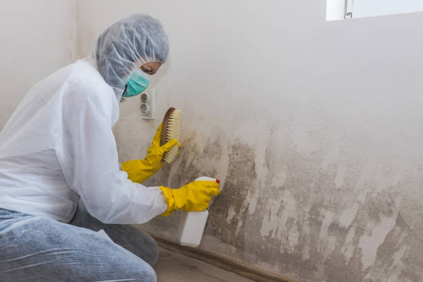 Best Basement Mold Removal  in Louisville, GA