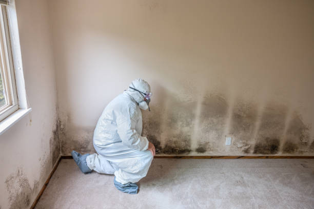 Best Real Estate Mold Inspection  in Louisville, GA
