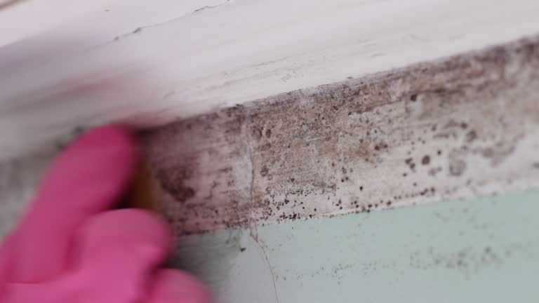 Best Mold Prevention Services  in Louisville, GA
